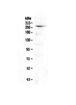 CAD Polyclonal Antibody