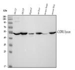 CADM1 Polyclonal Antibody