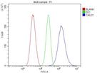 Caldesmon Antibody in Flow Cytometry (Flow)