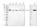 Caldesmon Antibody in Western Blot (WB)