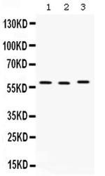 CAP1 Polyclonal Antibody