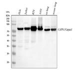 Calpain 1 Antibody in Western Blot (WB)