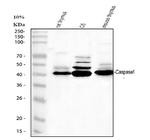 Caspase 1 p20 Polyclonal Antibody