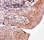 Caspase 14 Antibody in Immunohistochemistry (Paraffin) (IHC (P))
