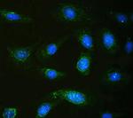 Calpastatin Polyclonal Antibody