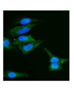 Caveolin 2 Polyclonal Antibody