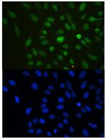 HP1 gamma Polyclonal Antibody