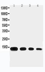 Eotaxin Polyclonal Antibody