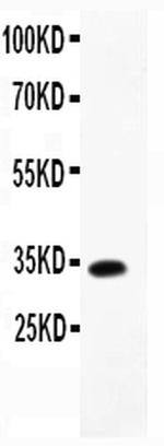 MCP-4 Polyclonal Antibody