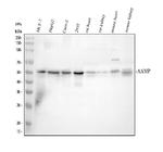 AAMP Antibody in Western Blot (WB)