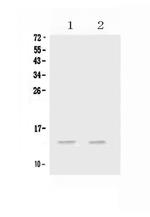 CCL20 Polyclonal Antibody