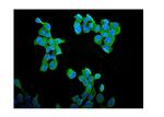 Cyclin B1 Polyclonal Antibody