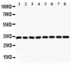 Cyclin D3 Polyclonal Antibody