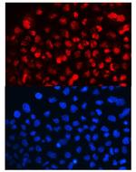 Cyclin T1 Polyclonal Antibody