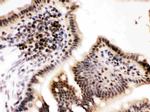 Cyclin T1 Antibody in Immunohistochemistry (Paraffin) (IHC (P))
