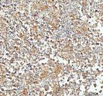 CP110 Antibody in Immunohistochemistry (Paraffin) (IHC (P))
