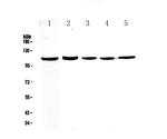 CP110 Antibody in Western Blot (WB)