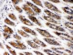 TCP-1 beta Antibody in Immunohistochemistry (Paraffin) (IHC (P))