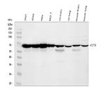 CCT3 Antibody in Western Blot (WB)