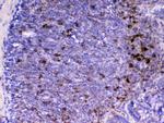 CD14 Antibody in Immunohistochemistry (Paraffin) (IHC (P))