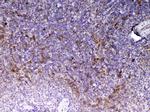 CD14 Antibody in Immunohistochemistry (Paraffin) (IHC (P))