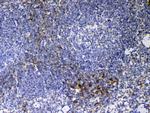 CD14 Antibody in Immunohistochemistry (Paraffin) (IHC (P))