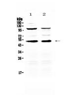 CD14 Antibody in Western Blot (WB)