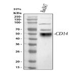 CD14 Antibody in Western Blot (WB)