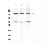 CD163 Antibody in Western Blot (WB)