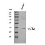 CD1a Antibody in Western Blot (WB)