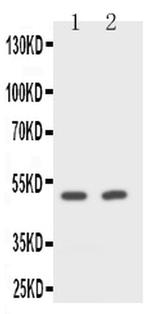 CD2 Antibody in Western Blot (WB)
