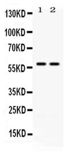 CD2 Antibody in Western Blot (WB)
