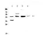 CD200 Antibody in Western Blot (WB)