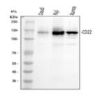 CD22 Antibody in Western Blot (WB)