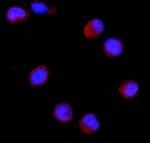 CD27 Antibody in Immunocytochemistry (ICC/IF)