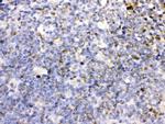 CD27 Antibody in Immunohistochemistry (Paraffin) (IHC (P))