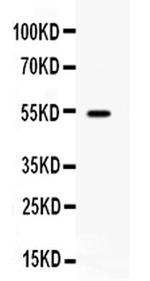 CD27 Antibody in Western Blot (WB)