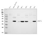 PD-L1 (CD274) Antibody in Western Blot (WB)