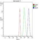 CD2AP Antibody in Flow Cytometry (Flow)