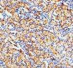 CD2AP Antibody in Immunohistochemistry (Paraffin) (IHC (P))