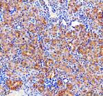 CD2AP Antibody in Immunohistochemistry (Paraffin) (IHC (P))