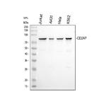 CD2AP Antibody in Western Blot (WB)