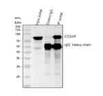 CD2AP Antibody in Western Blot (WB)