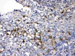 CD33 Antibody in Immunohistochemistry (Paraffin) (IHC (P))