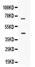 CD33 Antibody in Western Blot (WB)
