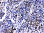 CD33 Antibody in Immunohistochemistry (Paraffin) (IHC (P))