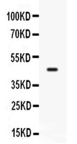 CD33 Antibody in Western Blot (WB)