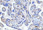 CD34 Antibody in Immunohistochemistry (Paraffin) (IHC (P))
