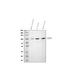 CD34 Antibody in Western Blot (WB)