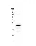 CD3 epsilon Antibody in Western Blot (WB)